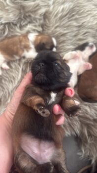Shih Tzu Welpen