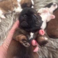Shih Tzu Welpen