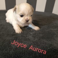 Shih Tzu Welpen mit Ahnentafel