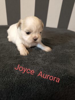 Shih Tzu Welpen mit Ahnentafel
