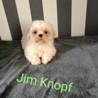 Shih Tzu Welpen mit Ahnentafel