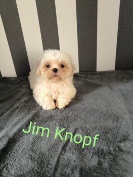 Miniaturansicht für das Anzeigenbild