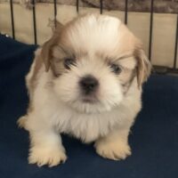 Schöne Shih Tzu-Welpen
