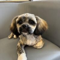 Liebevoller Deckrüde steht zur Verfügung