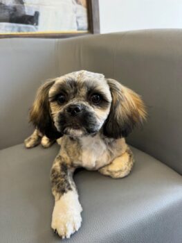 Liebevoller Deckrüde steht zur Verfügung