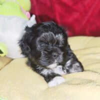 Shihtzuwelpen mit Ahnentafel