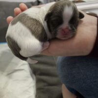 Wir haben noch 3 wunderschöne Shih Tzu Welpen zu verkaufen: 2 Rüden und 1 Weibchen