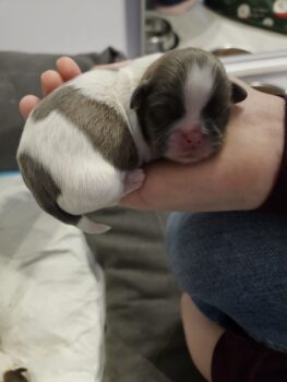 Wir haben noch 3 wunderschöne Shih Tzu Welpen zu verkaufen: 2 Rüden und 1 Weibchen