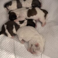 Wir haben noch 3 wunderschöne Shih Tzu Welpen zu verkaufen: 2 Rüden und 1 Weibchen