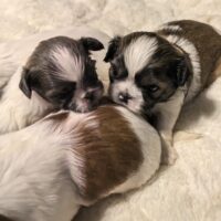 Wir haben noch 3 wunderschöne Shih Tzu Welpen zu verkaufen: 2 Rüden und 1 Weibchen