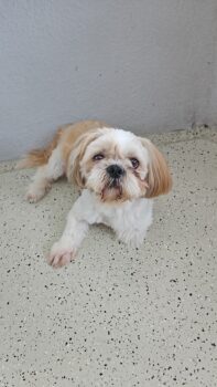Rein rassiger Shih tzu, Kern gesund