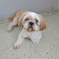 Rein rassiger Shih tzu, Kern gesund