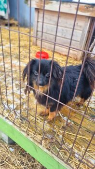 Halkas: Rüde • geb.ca. 2021 • 32cm • 6kg