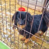 Halkas: Rüde • geb.ca. 2021 • 32cm • 6kg