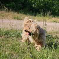 Rikis: Rüde • geb.ca. 2021-2022 • 40cm