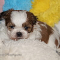 Shih Tzu Welpen aus Vereinszucht