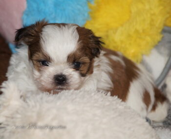 Shih Tzu Welpen aus Vereinszucht