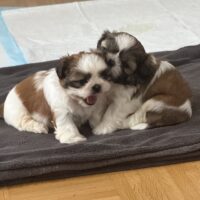 2 Wunderschöne Shih Tzu Welpen zu verkaufen