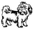 Decorative standing portrait of dog shih-tzu, vector illustration