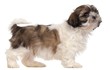 Brown and white Shih-tzu standing in front of white background