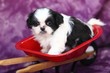Shih Tzu Puppy Sitting on Red Wheelbarrow