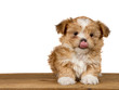 Funny puppy licking nose