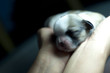New born Shih tzu pup