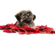shih tzu puppy with rose petals