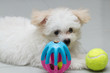 "Shih tzu" puppy breed tiny dog , playfulness , loveliness