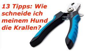 Wie schneide ich dem Shih Tzu die Krallen? 13 Tipps zum Krallen Schneiden